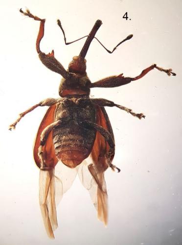 Réf. 273 018 : Anthonomus rectirostris